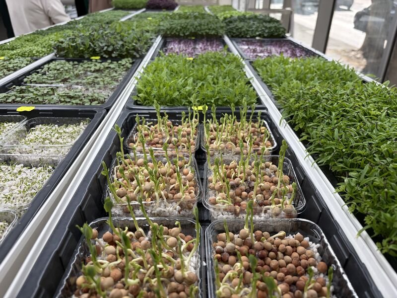 IoT-Based Automated Microgreens System with Solar Integration